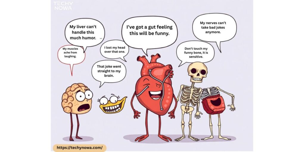 Anatomy Jokes and Puns for Adults